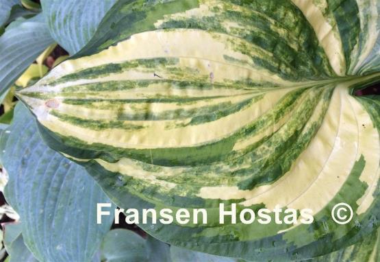 Hosta William Lachman