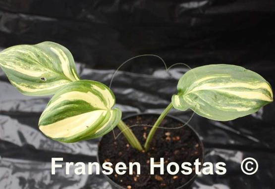 Hosta William Lachman