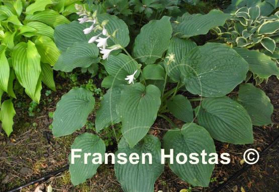 Hosta Willy Nilly