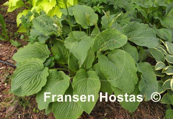 Hosta Willy Nilly