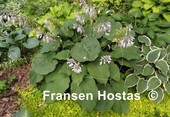 Hosta Willy Nilly