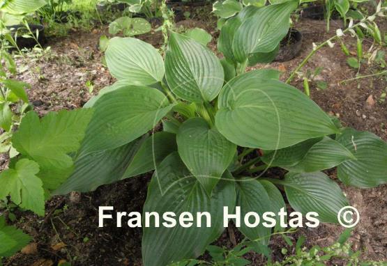 Hosta Willy Nilly