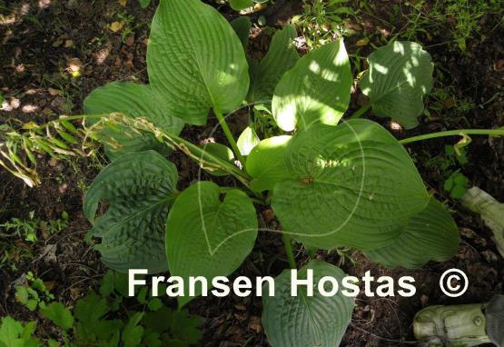 Hosta Willy Nilly