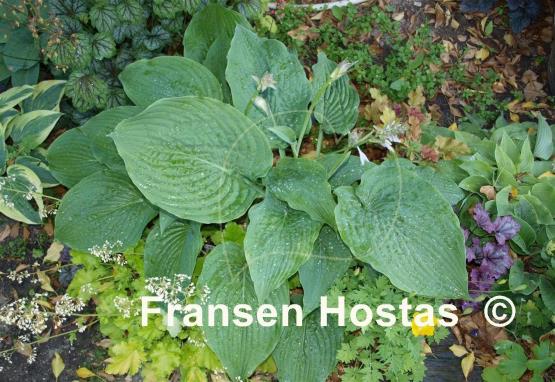Hosta Willy Nilly