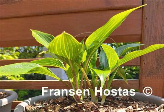 Hosta Wily Willy