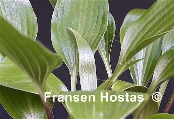 Hosta Wily Willy