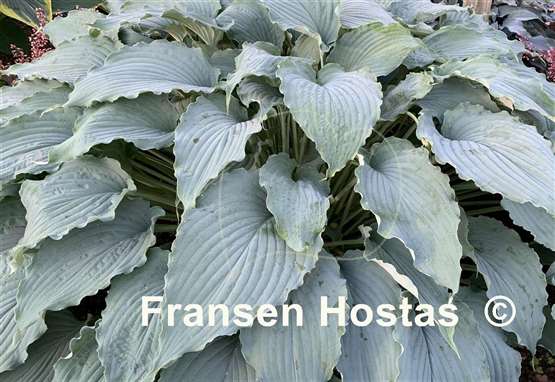 Hosta Wind Beneath My Wings