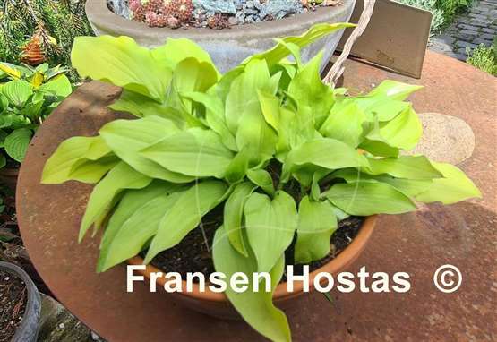 Hosta Wind River Gold