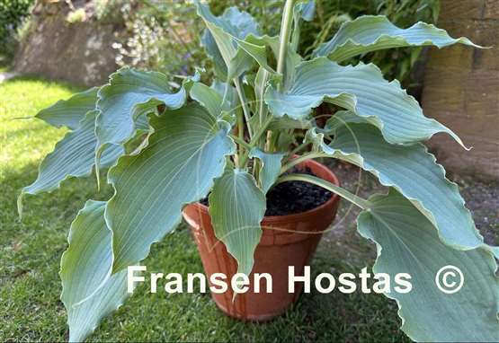 Hosta Wind beneath My Wings