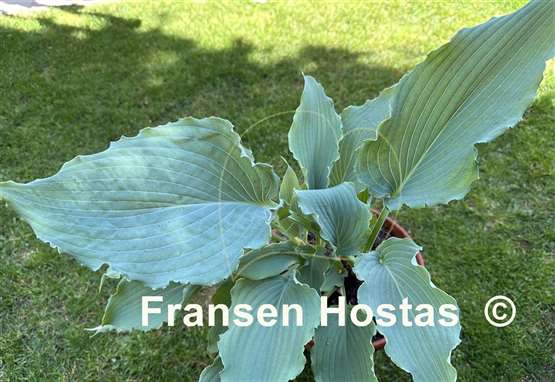 Hosta Wind beneath My Wings