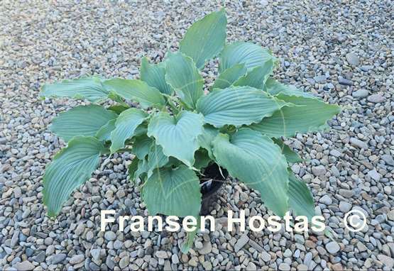 Hosta Wind beneath My Wings