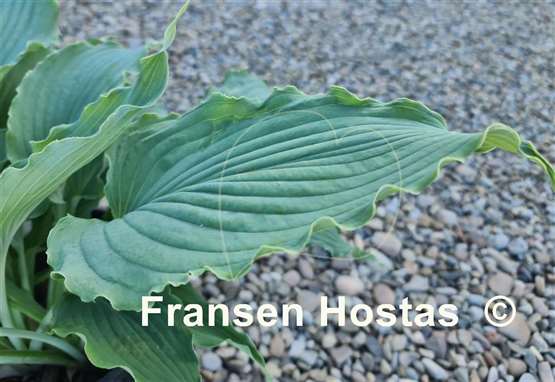 Hosta Wind beneath My Wings