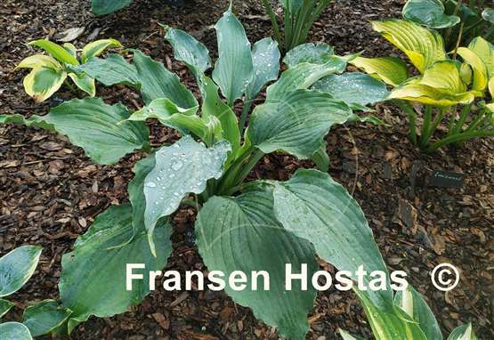 Hosta Wind beneath My Wings