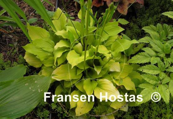 Hosta Wind River Gold