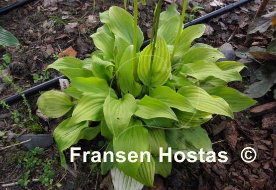 Hosta Wind River Gold