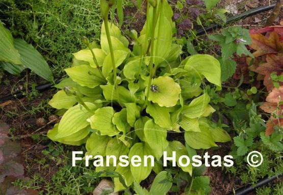 Hosta Wind River Gold