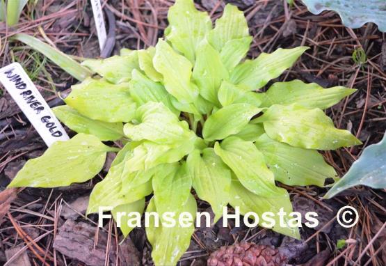 Hosta Wind River Gold