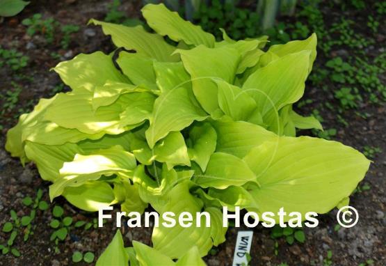 Hosta Wind River Gold