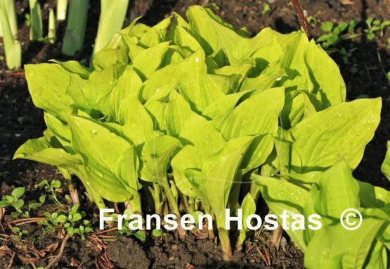 Hosta Wind River Gold