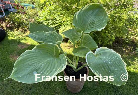 Hosta Windy City