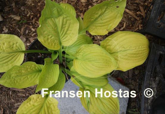 Hosta Winfield Gold
