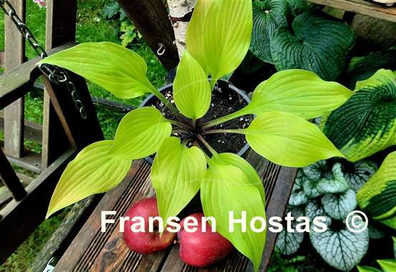 Hosta Winged Valkyrie