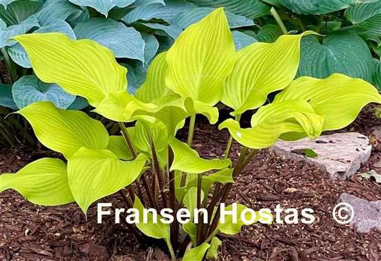 Hosta Winged Valkyrie
