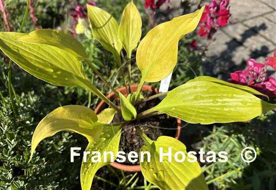 Hosta Winged Valkyrie