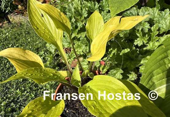Hosta Winged Valkyrie