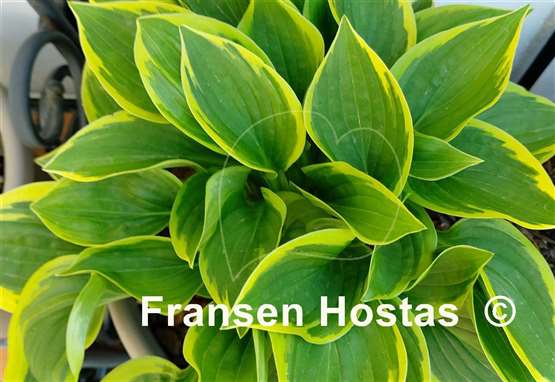 Hosta Winsome