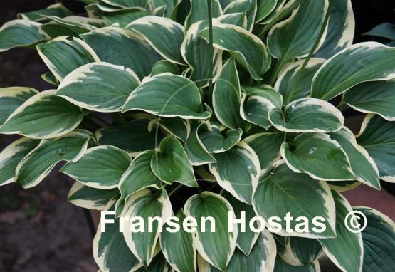 Hosta Winsome
