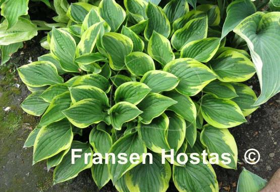 Hosta Winsome