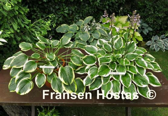 Hosta Winsome
