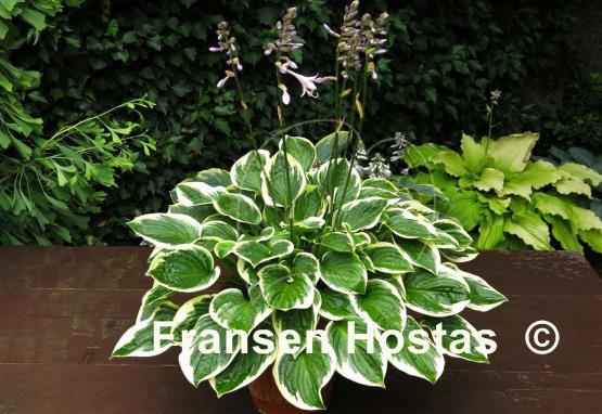 Hosta Winsome