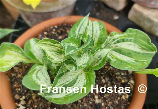 Hosta Winter Lightning