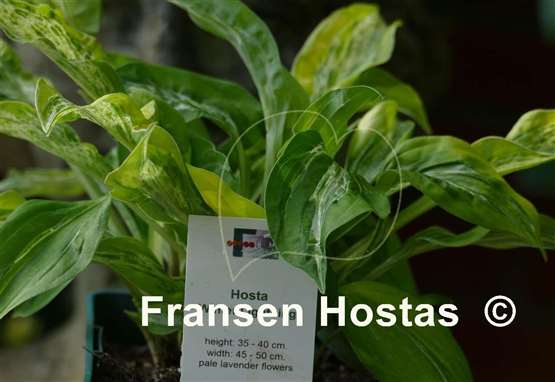 Hosta Winter Lightning