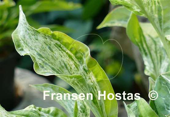Hosta Winter Lightning