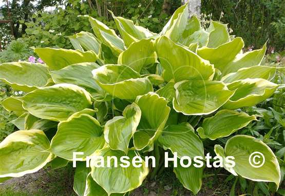 Hosta Winter Snow