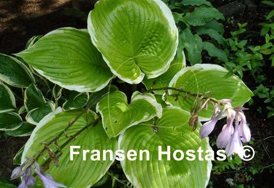 Hosta Winter Snow