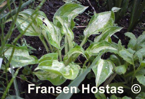 Hosta Winter Lightning