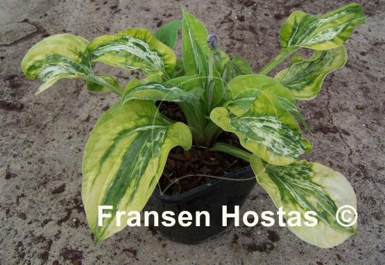 Hosta Winter Lightning