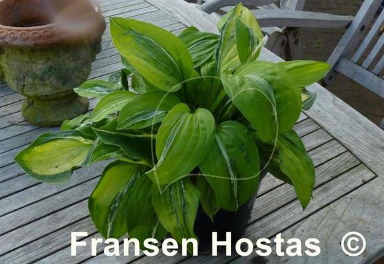 Hosta Winter Lightning