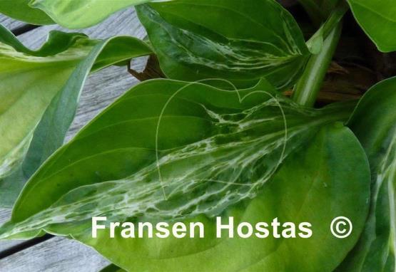 Hosta Winter Lightning