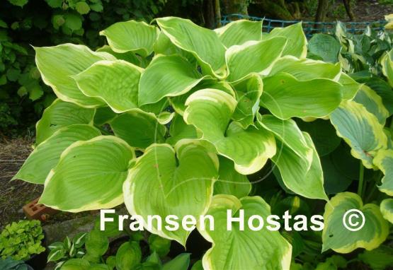 Hosta Winter Snow