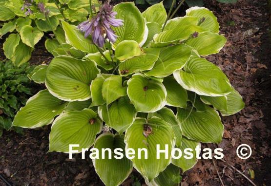 Hosta Winter Snow