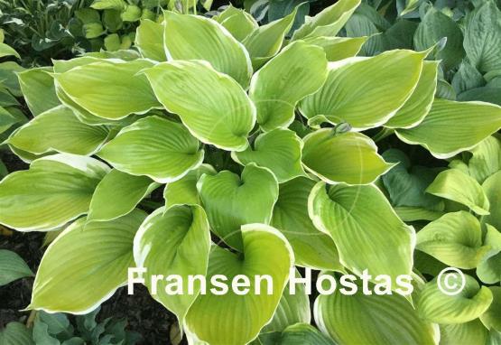 Hosta Winter Snow
