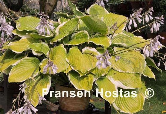 Hosta Winter Snow