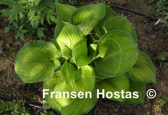 Hosta Winter Vision