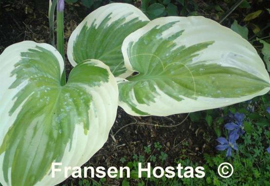 Hosta Wintergreen
