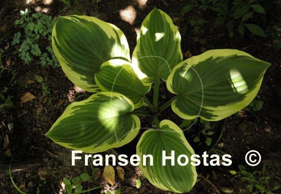 Hosta Wintergreen